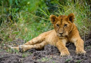 Savannah Animal Quiz 11 sneha cecil roswbY5tHH8 unsplash